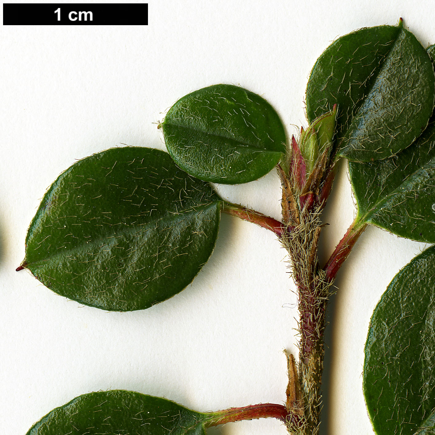 High resolution image: Family: Rosaceae - Genus: Cotoneaster - Taxon: verruculosus